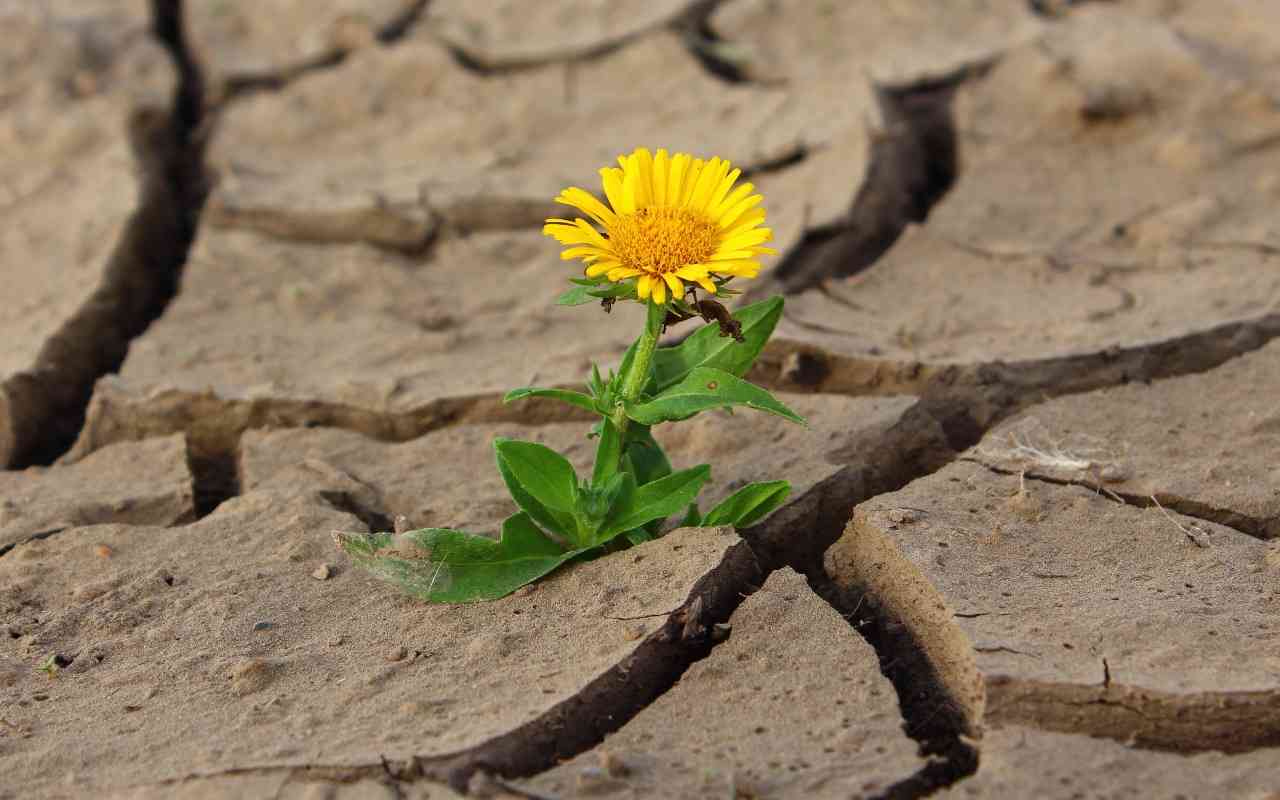 Self-advocacy skills for adults with disabilities or chronic illness. Yellow flower growing from crack in the sidewalk.