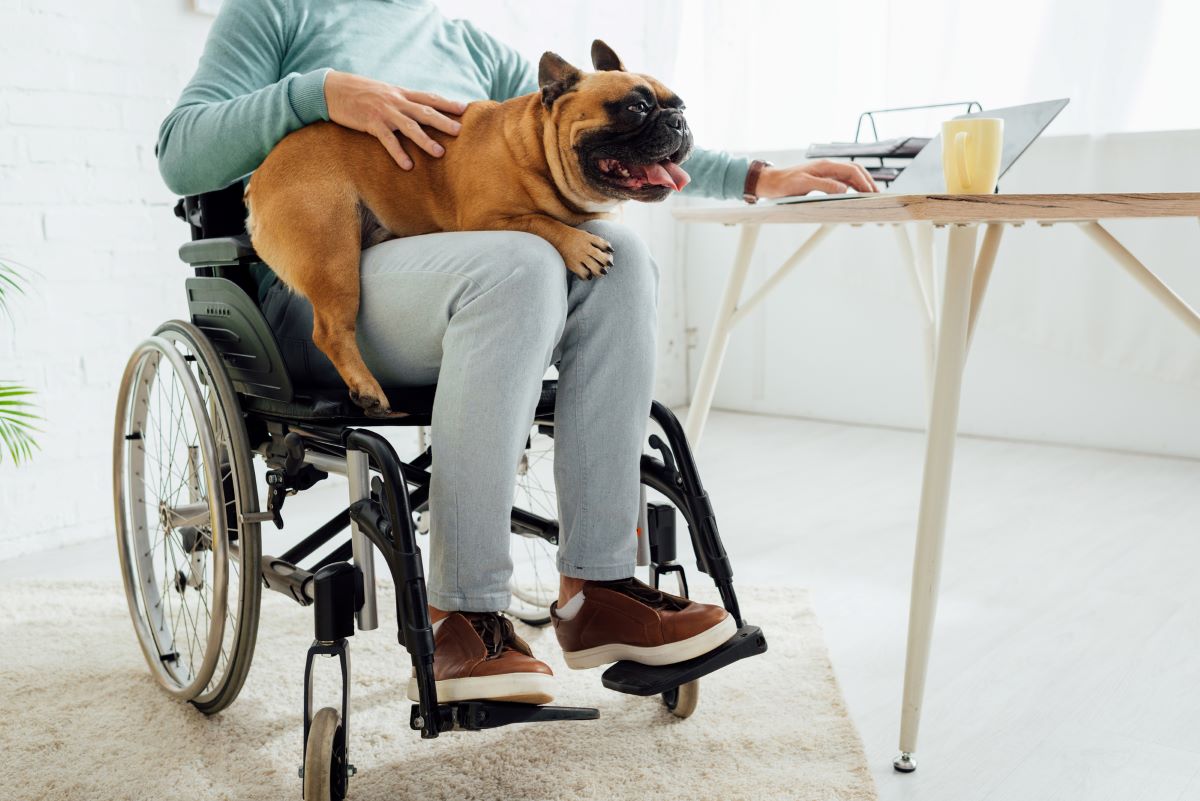 The benefits of dog ownership when you have a disability. Woman in wheelchair holding French bulldog.