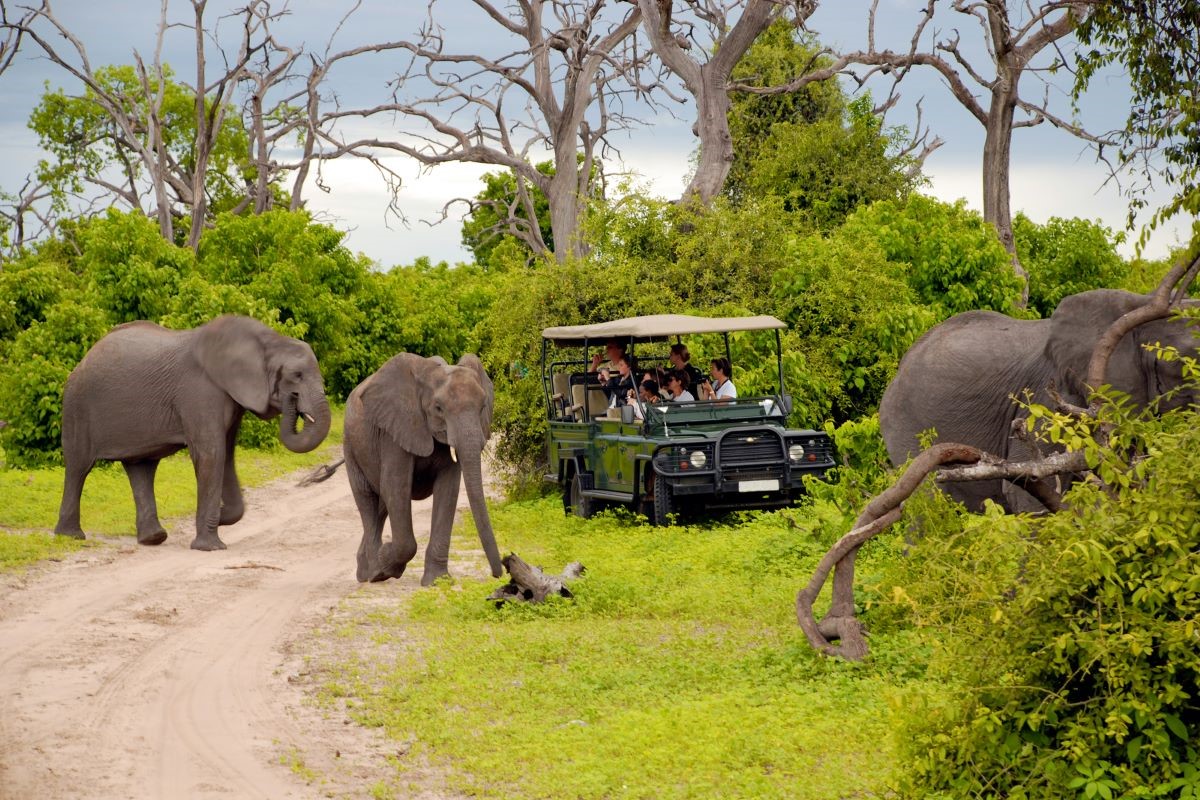 Group of disabled travelers on safari.